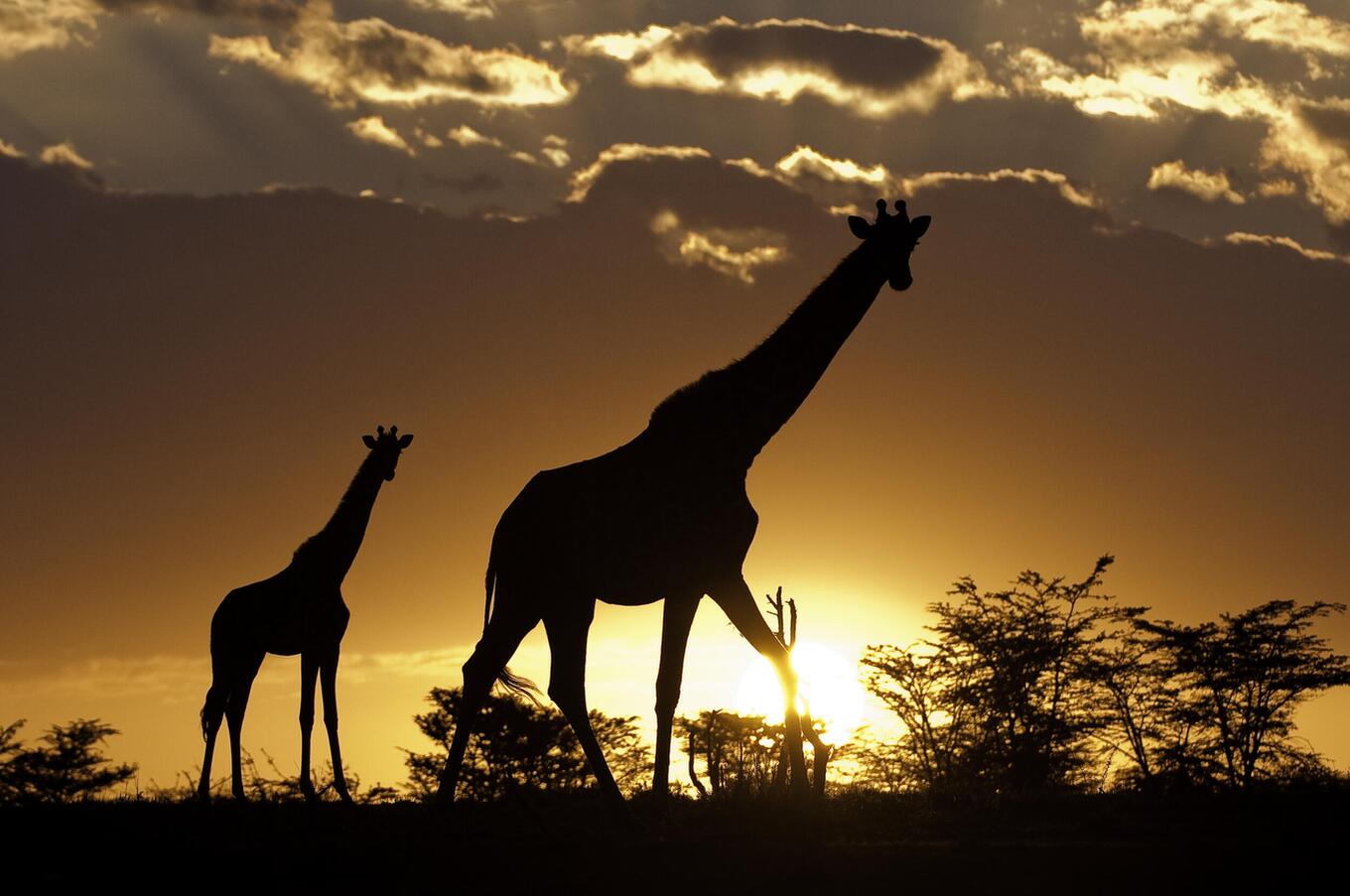 マサイ・マラの夕暮れ時のキリン。