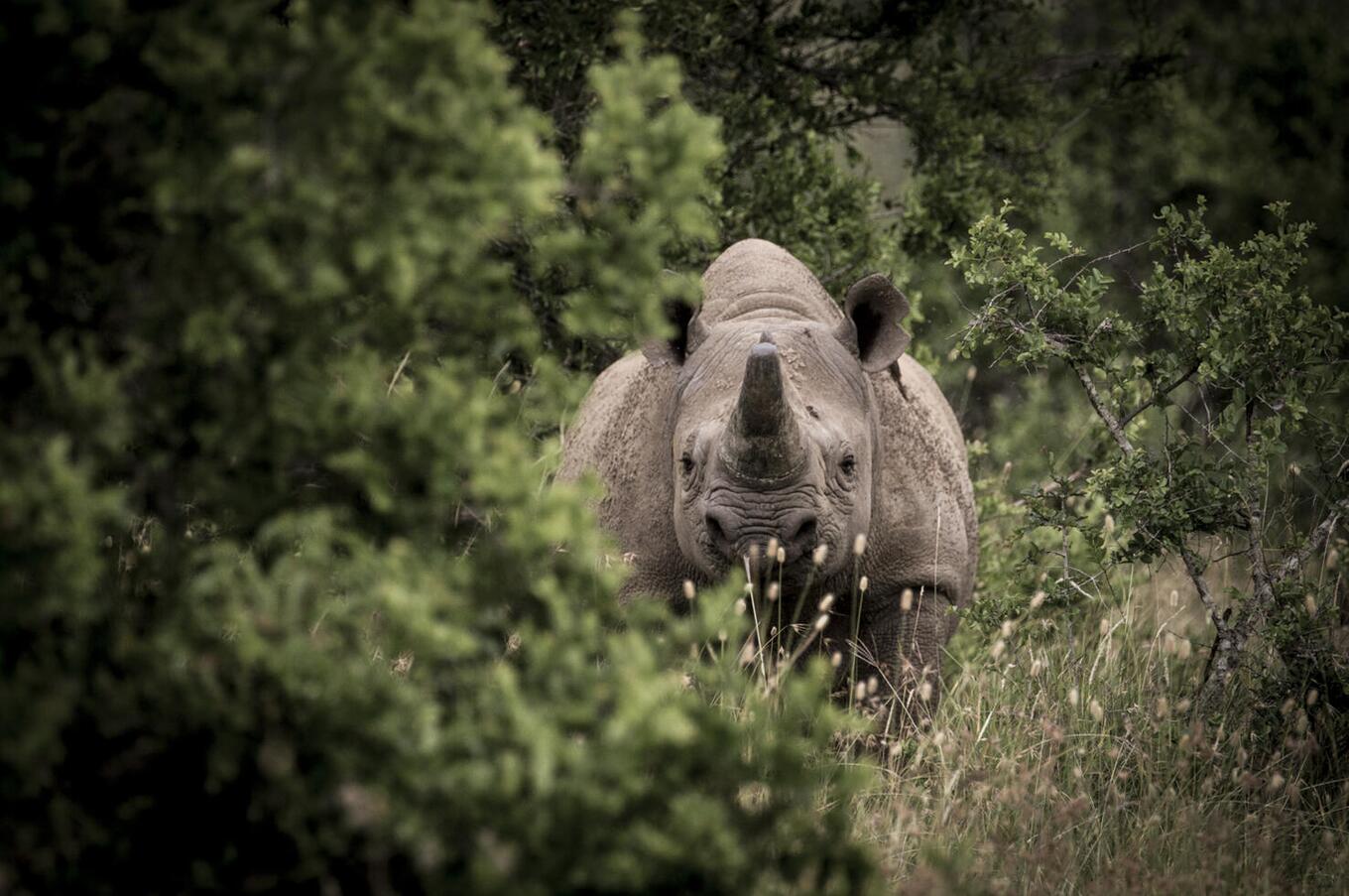 写真は有路樹：クルックス＆ジャクソン