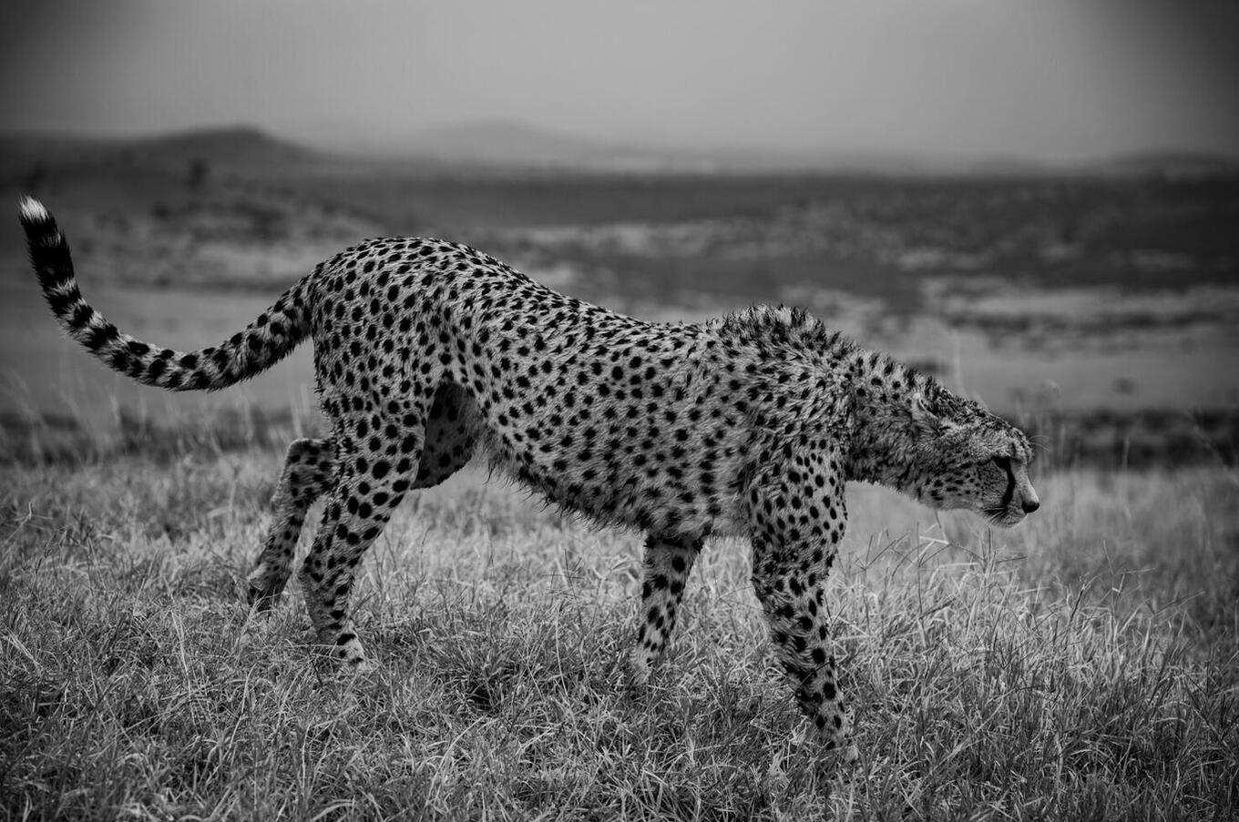 写真は有路樹：クルックス＆ジャクソン