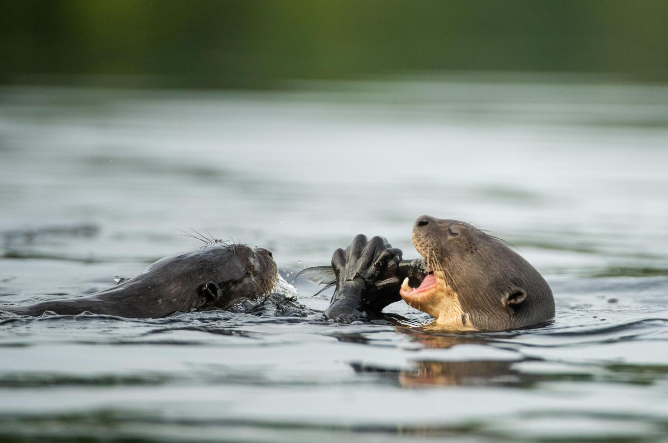 ナポ野生生物センターで自然を生きる