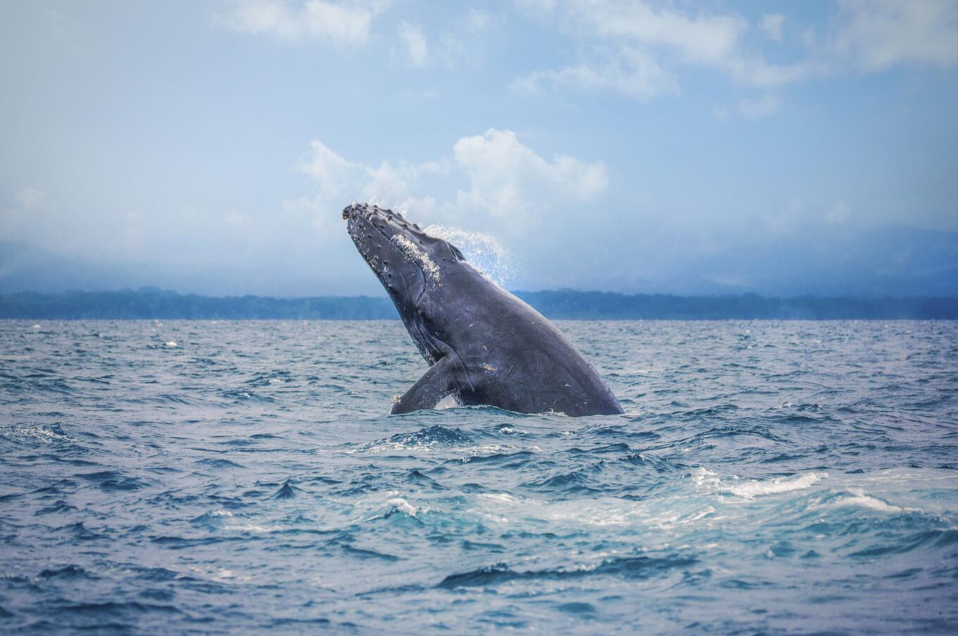 ザトウクジラ プエルト・ヒメネス プンタレナス