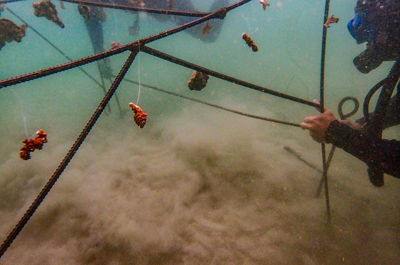 サンゴのガーデニング