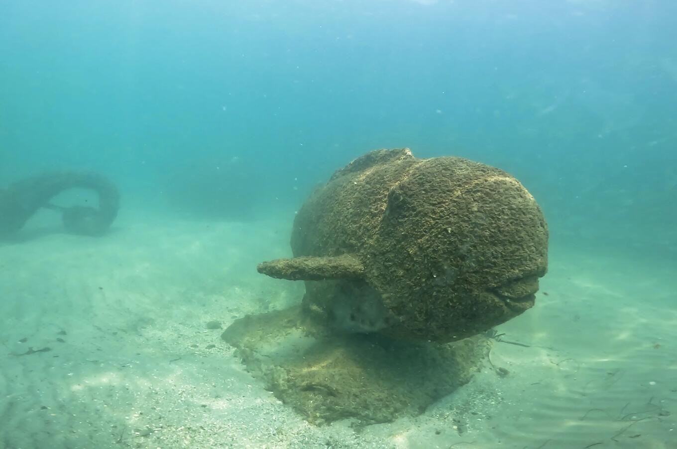 水中美術館のスズメダイ