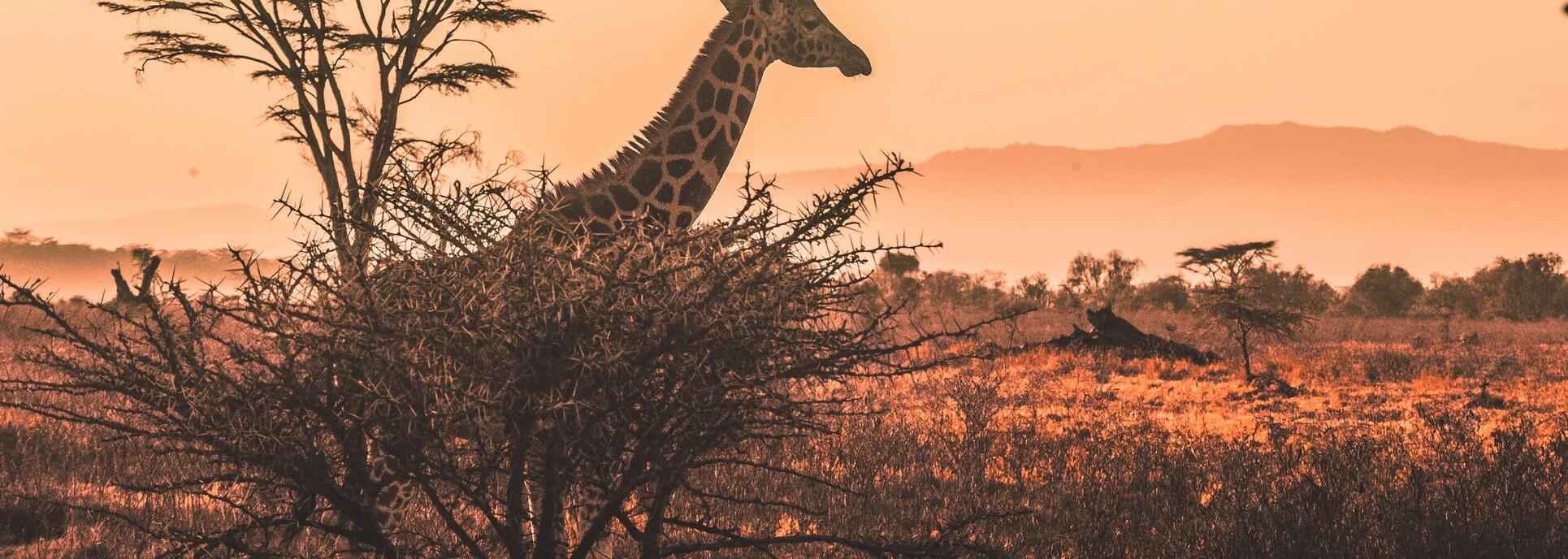 ケニア・サファリの旅 ケニア・サバンナ・キリン