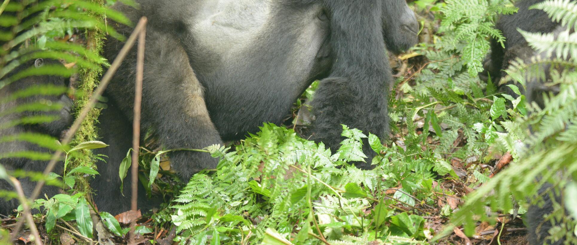 旅行 ウガンダ マウンテンゴリラ ラフィキ