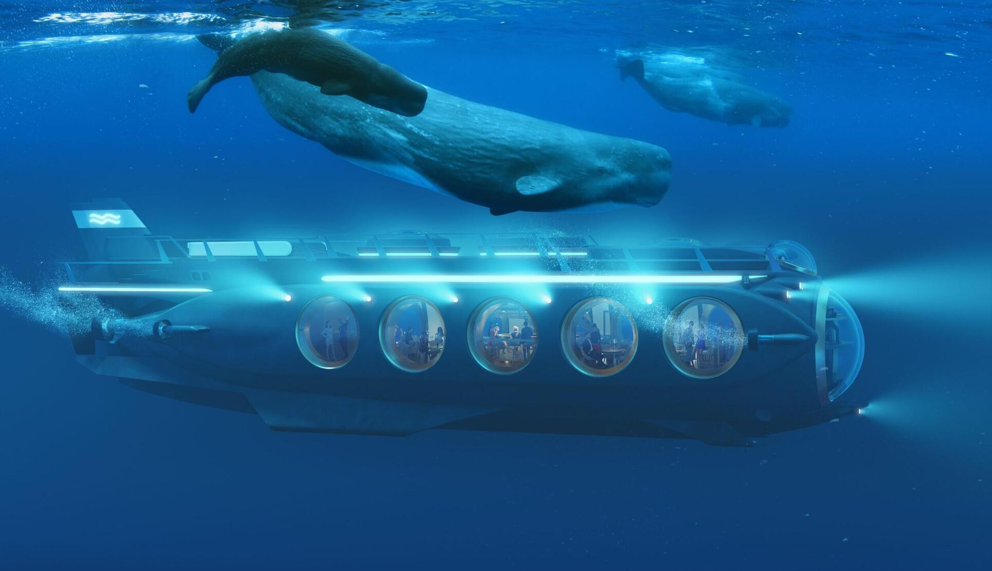 クジラと水中サファリ