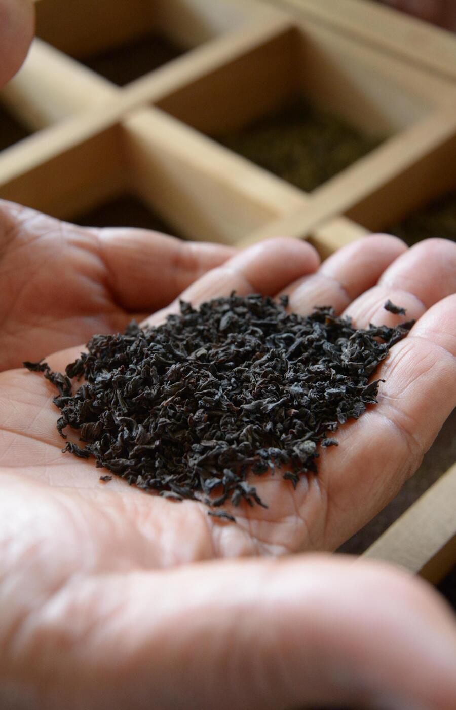 お茶が黒茶、緑茶、白茶になるかどうかは発酵の度合いによって決まります。 ラグジュアリー・トリップ・スリランカ茶園
