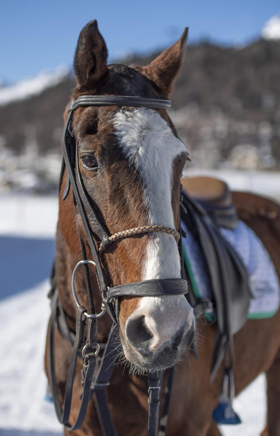 アルゼンチンでは、毎シーズン約3,000頭の馬が飼育されているが、トップレベルに達するのは50頭以下です。 スノー・ポロ サンモリッツ